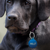 Engraved Collar Tag