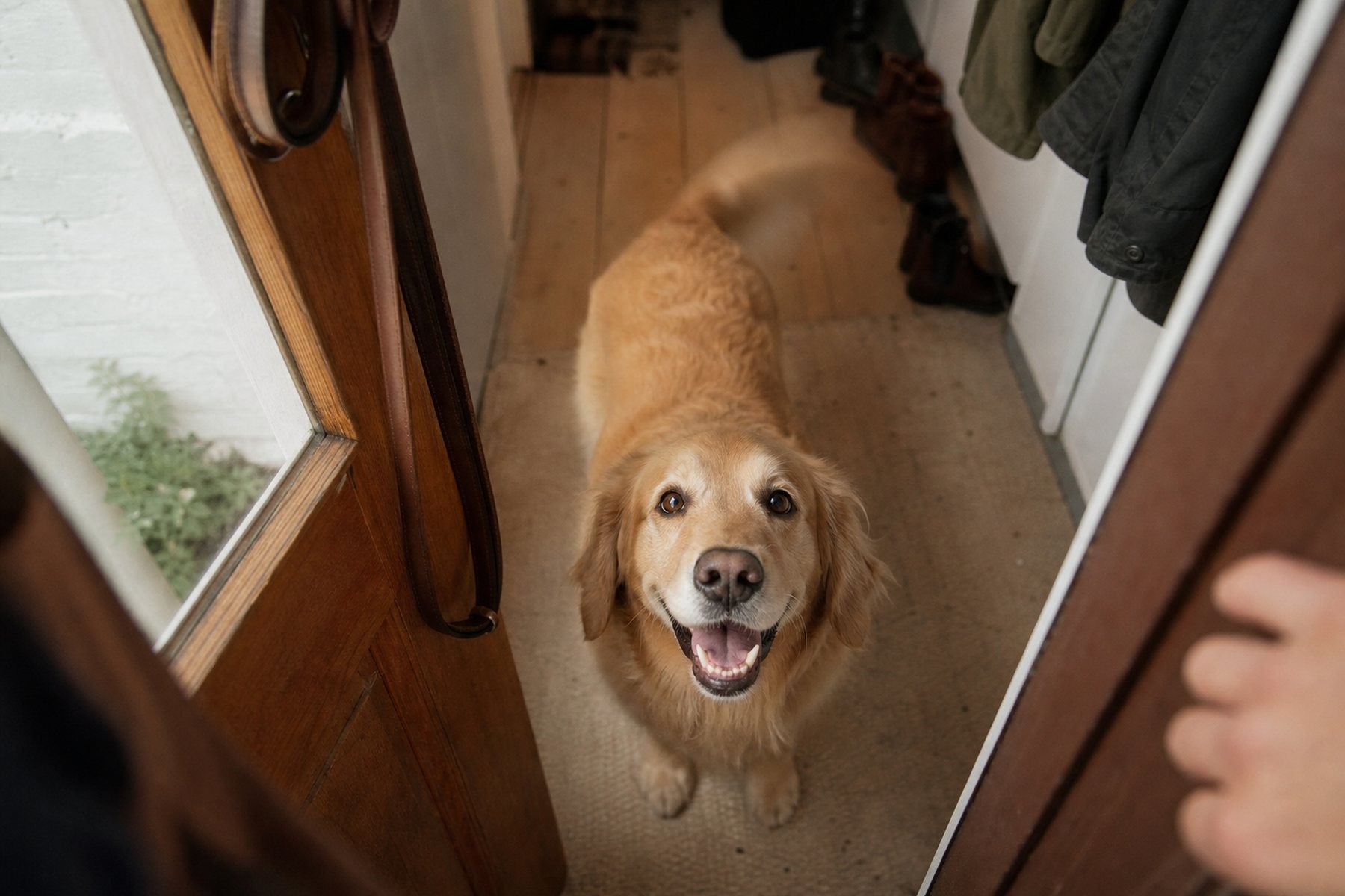 A golden retriever in a doorway looking up, tail mid-wag