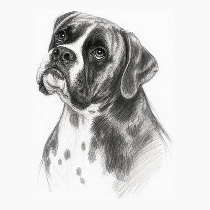 Example of a dog drawn in pencil